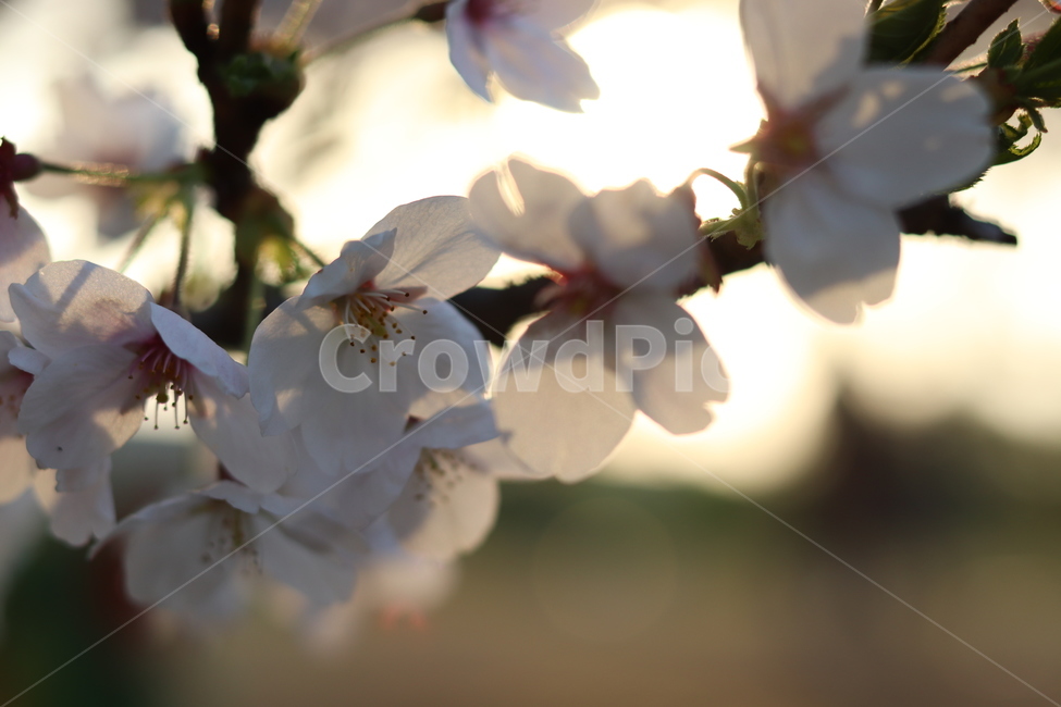 blossom,꽃,flower,식물,plant,cherryblossom,벚꽃,봄,계절,spring,season,꽃,flower