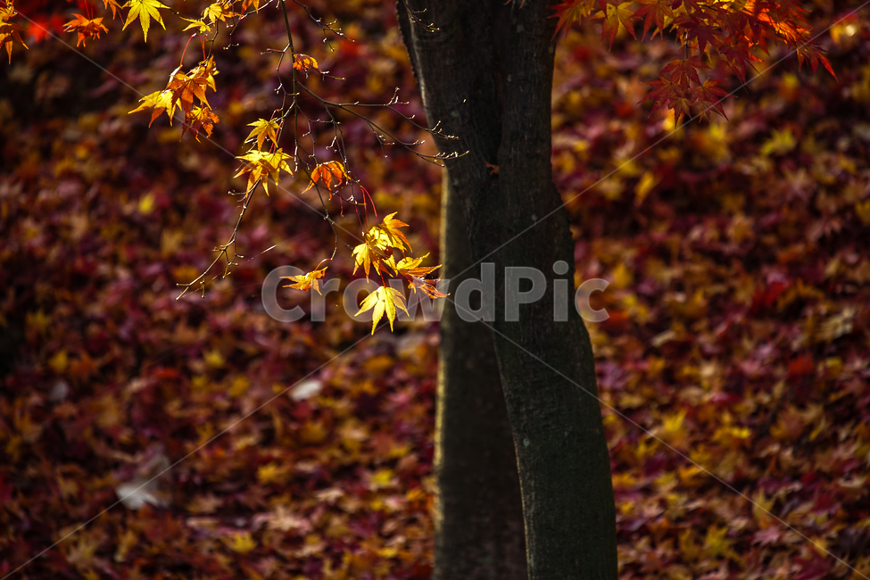 가을,산,숲속,단풍,낙엽,계절,감성,나무,식물,자연,가을,계절,fall,autumn,season,식물,자연,plants,nature,나무,trees,wood,plant,leaf,잎,tree,maple