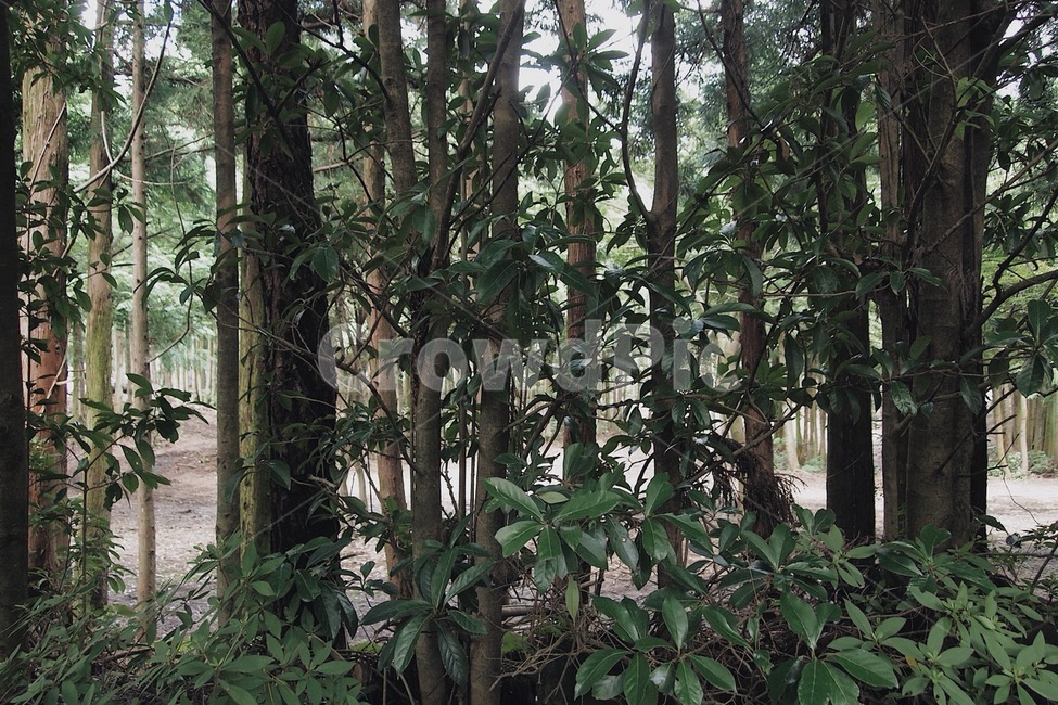 자연,풍경,숲,제주도,나무,감성,감성사진,자연,풍경,nature,landscape,plant,식물