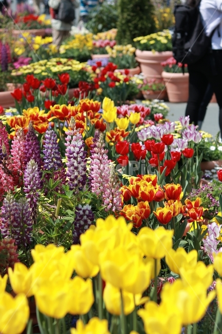 꽃,튤립,여름꽃,에버랜드,빨강,노랑,색감,화사함,봄,계절,spring,season,식물,자연,plants,nature,꽃,flower,plant,blossom