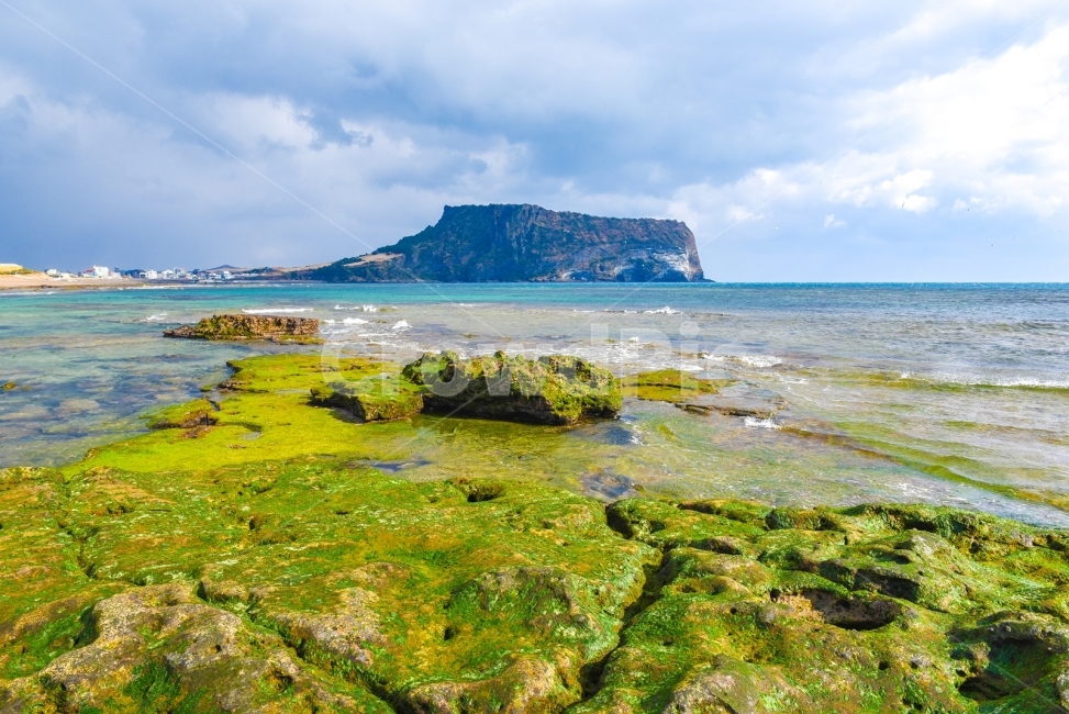 제주도,성산일출봉,광치기해변,바다,제주도바다,제주도풍경,올레길,해변,섬,자연,풍경,nature,landscape,한국자연풍경,한국자연경관,korea nature landscape,해변,바다,beach,sea,제주도,jeju,jeju island,plant,식물