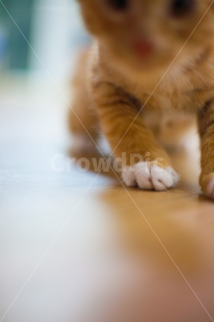 Outfocusing,cats paw,Meow,Asshole,cat,cuteness,cat cat