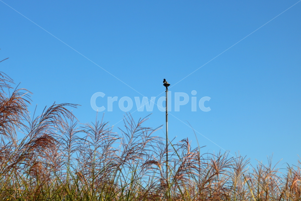 억새,억새풀,식물,자연,가을,벼과,까치,새,조류,가을,계절,fall,autumn,season