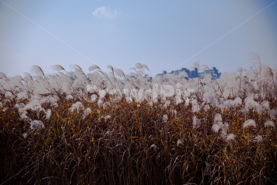 갈대,가을,풍경,자연,배경,reed,reeds
