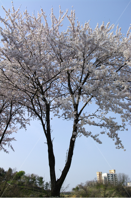 봄,벚꽃,나무,꽃,flower,식물,봄,계절,spring,season,식물,자연,plants,nature,나무,trees,wood,plant,tree