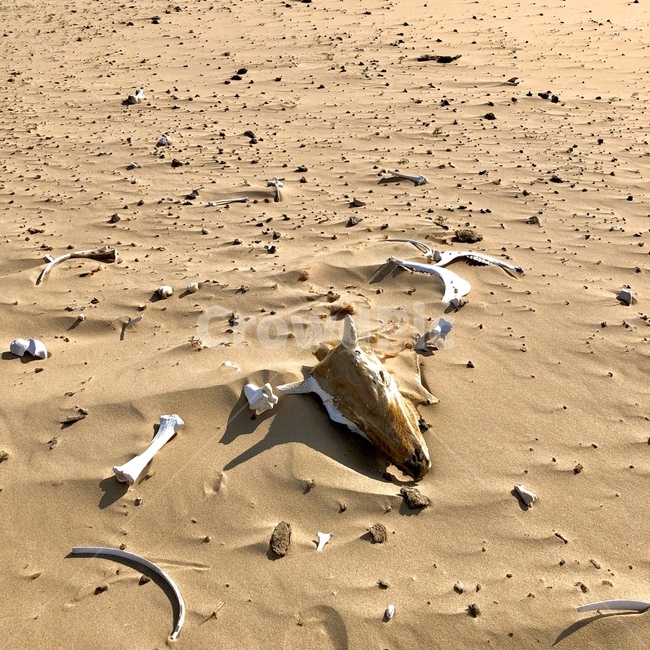 soil,흙,동물,animal,사막