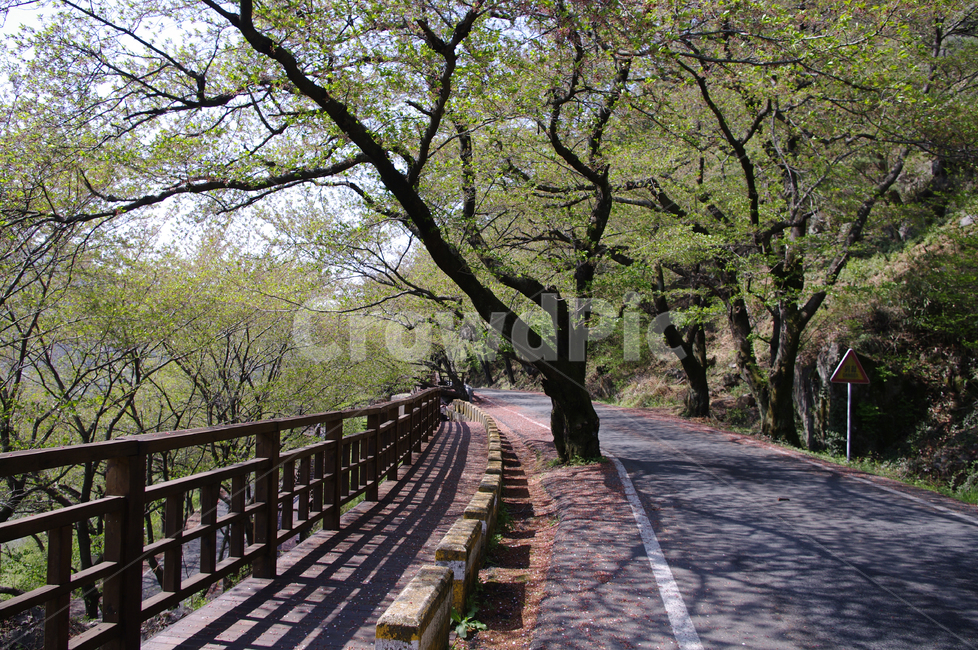 하동,길,벚꽃나무,식물,plant,봄,spring,초록,자연,풍경,nature,landscape,handrail,난간,banister,railing