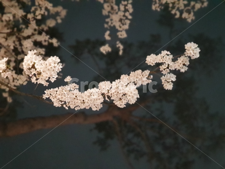봄,봄꽃,벚꽃,꽃놀이,벚꽃축제,자연,spring,봄,계절,spring,season,plant,식물,flower,꽃,cherry blossom,blossom