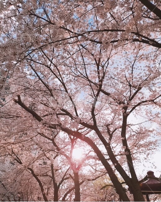 봄,따뜻한,spring,season,벚꽃,봄느낌,핑크,분홍,pink,햇빛,봄,계절,spring,season,식물,자연,plants,nature,나무,trees,wood,plant,blossom,꽃,cherry blossom,flower