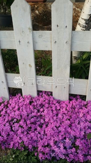 자연,보라,분홍꽃,금잔디,봄,울타리