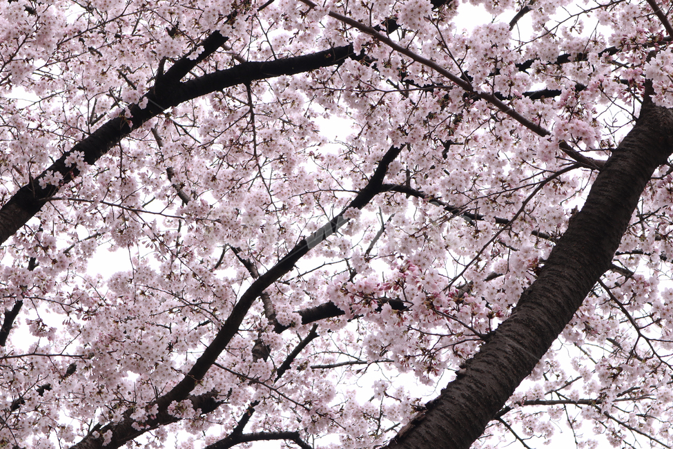 식물,blossom,꽃,벚꽃,cherryblossom,flower,plant