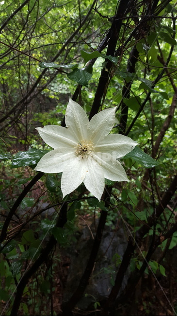 plant,식물,꽃,flower,nature,자연