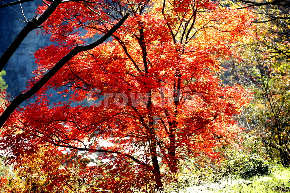 단풍,가을,풍경,낙엽,붉은색,산,단풍나무,식물,leaf,잎,maple,단풍잎,tree,plant,가을,계절,fall,autumn,season,나무
