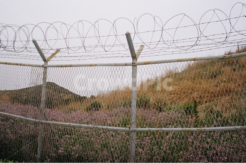 담,금지,들꽃,꽃밭,wild,prohibit