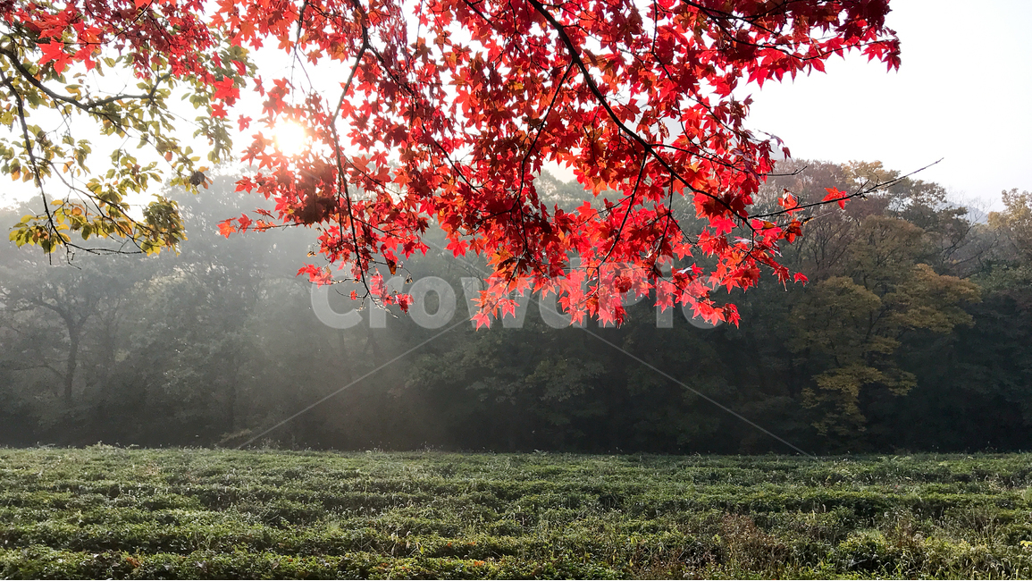 단풍,낙엽,아침,풍경,아름다움,빛,붉음,가을,계절,fall,autumn,season,자연,풍경,nature,landscape,tree,나무,plant,식물,leaf,잎
