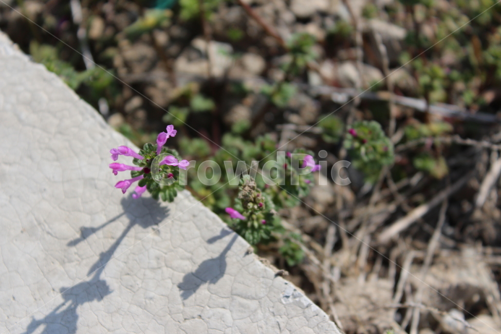 꽃,길가,보라꽃,색감,봄,spring,계절,분위기,flower,purple