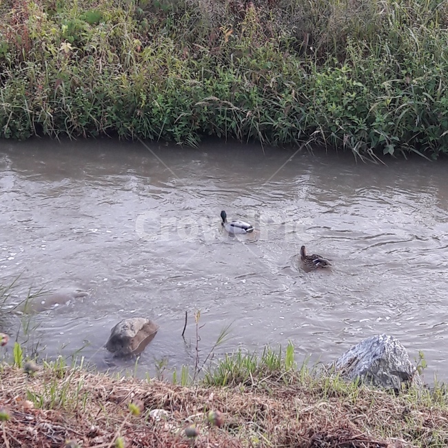 오리,강,개천,자연,천둥오리,새,bird,river,하천,duck,nature,감성,유유자적,한가로운,여유로운