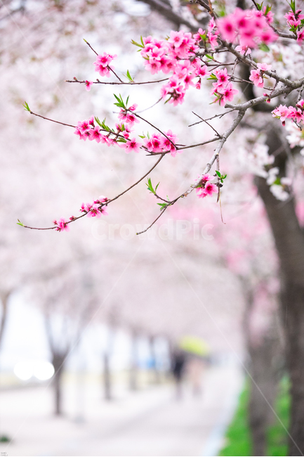 벚꽃길,벚꽃,길가벚꽃,홍매화,홍매화벚꽃,봄,계절,spring,season,식물,자연,plants,nature,꽃,flower,plant,blossom
