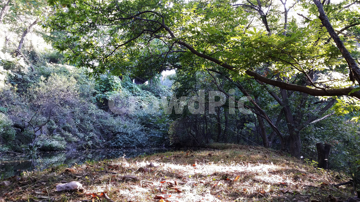숲,숲속,햇살,샘,옹달샘,가을,낙엽,나무,가지,나뭇잎,물,tree,plant,treetrunk,나무줄기,자연,풍경,nature,landscape,ground,바닥,식물,tree trunk,나무 줄기