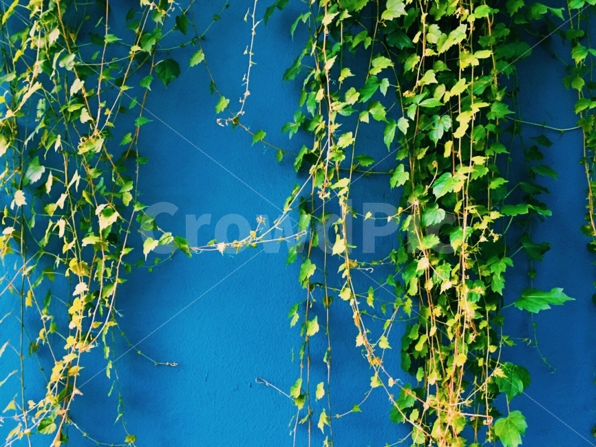 덩쿨,담장,색감,벽,분위기,아름다움,감성,자연,식물,식물,자연,plants,nature