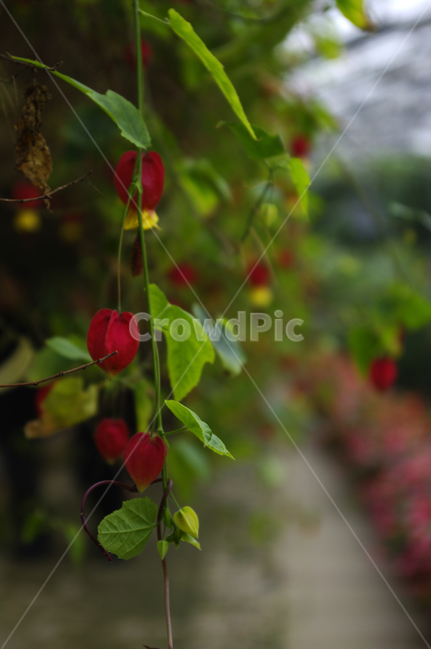 꽃,flower,plant,color,브라질아브틸론,식물,자연,plants,nature,꽃,flower