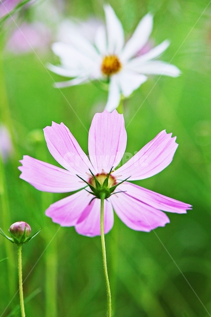 코스모스,꽃,꽃잎,들꽃,식물,가을꽃,가을,공원,자연,식물,자연,plants,nature,꽃,flower