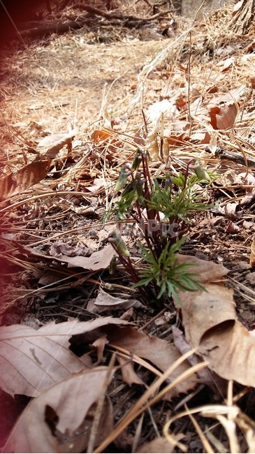 남산제비꽃,제비꽃,남산,꽃,봄꽃,식물,자연,plants,nature