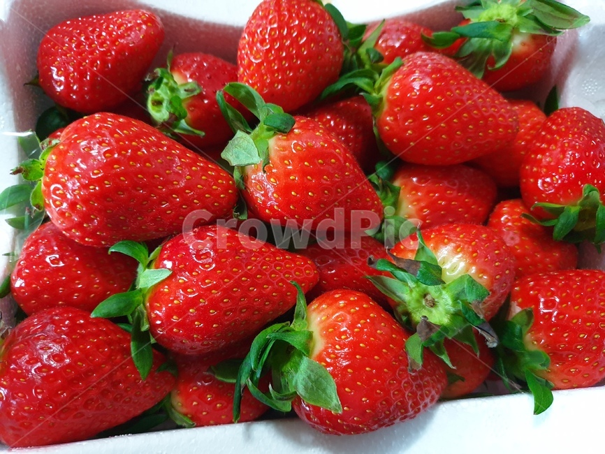 딸기,strawberry,겨울과일,빨강,과일,fruit,food,음식,イチゴ,いちご,디저트,후식,제철과일,달콤한,비타민,면연증진,신선한,과일,열매,fruit