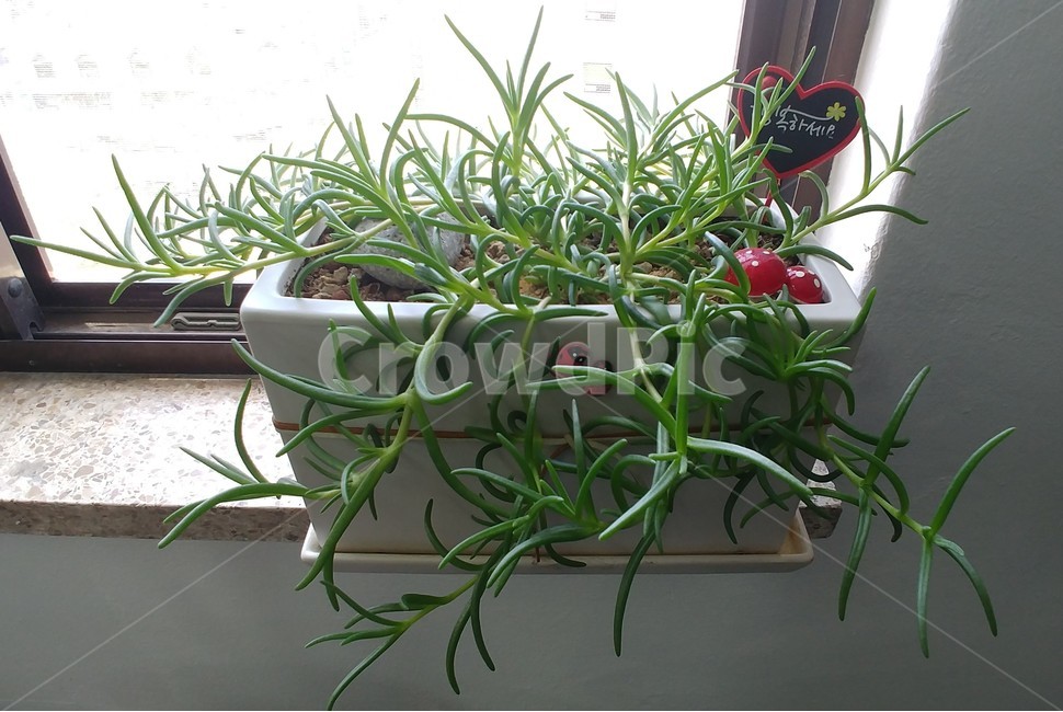 사철채송화,발,꽃,줄기,식물,화분,flower,plants,실내용화초,화분,화초,house plant