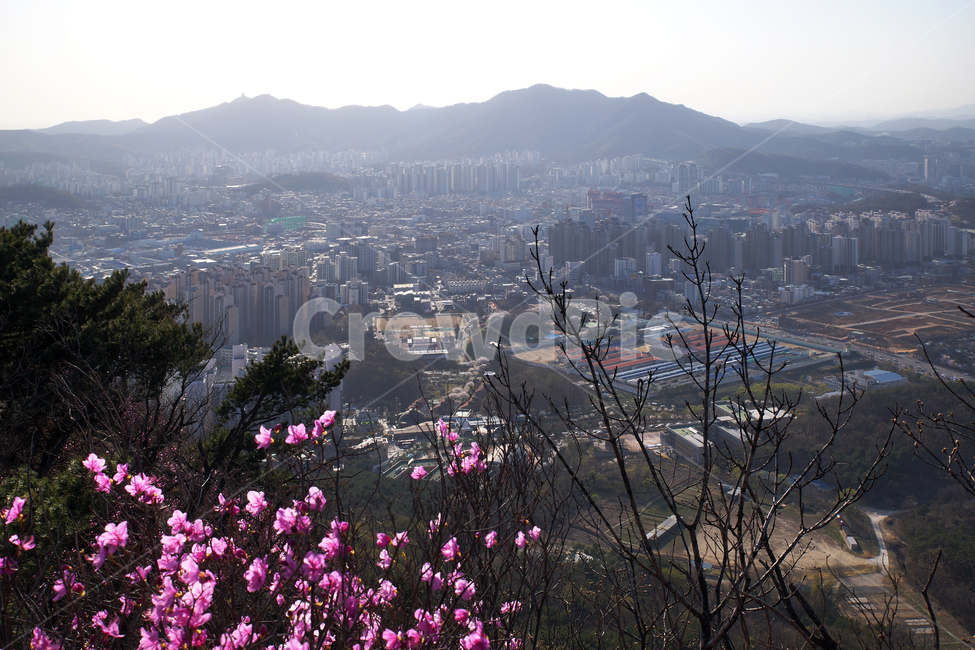 모락산,경기도,의왕시,안양시,도심풍경,도시,진달래