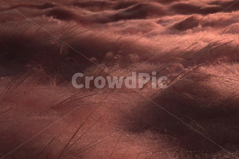 nature,자연,pink,핑크뮬리,가을,풍경,가을,계절,fall,autumn,season,자연,풍경,nature,landscape