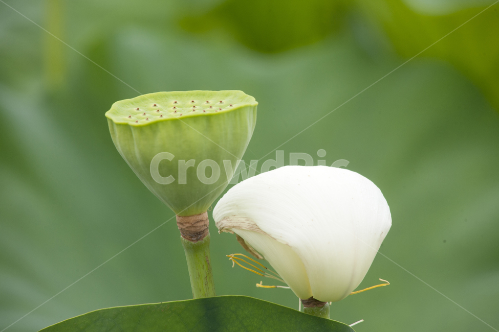여름,연,식물,야생화,연밥,자연,생태,식물,자연,plants,nature