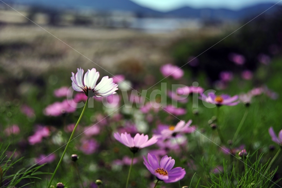 가을,코스모스,꽃,풍경사진,한국,가을,계절,fall,autumn,season,식물,자연,plants,nature,꽃,flower,감성,sensible,feeling,plant,daisies,데이지,blossom,daisy