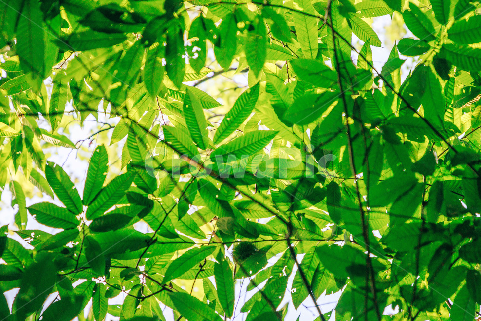 나무,나뭇잎,감나무,풀잎,초록,자연,싱그러운,햇살,tree,green,leaf,식물,자연,plants,nature