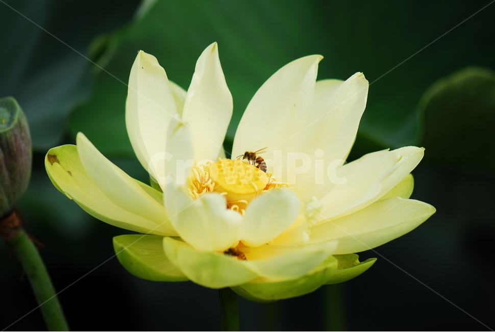 꽃,연꽃,관곡지,불교,여름,식물,자연,plants,nature,꽃,flower