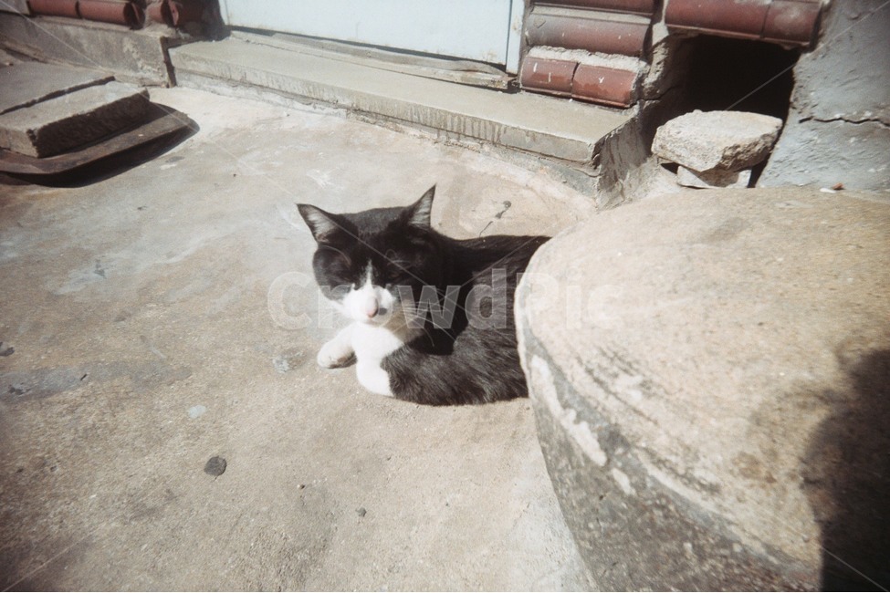 고양이,길고양이,cat,턱시도고양이,낮잠,동물,animal,포유류,mammal,고양이,cat,kitten,kitty