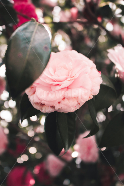 감성,감성사진,꽃,장미,빈티지,자연,식물,자연,plants,nature,꽃,flower,감성,sensible,feeling