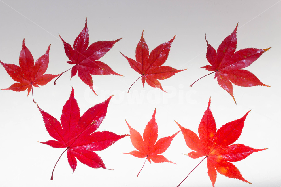 주황색,잎,계절별,계절,노화,갈색,시즌,배경,단풍,가을,낙엽,leaf,plant,식물,가을,계절,fall,autumn,season