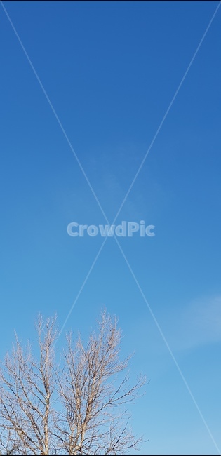 나무,하늘,파란하늘,구름,배경,색감,시원,겨울,자연,풍경,nature,landscape,outdoors,옥외