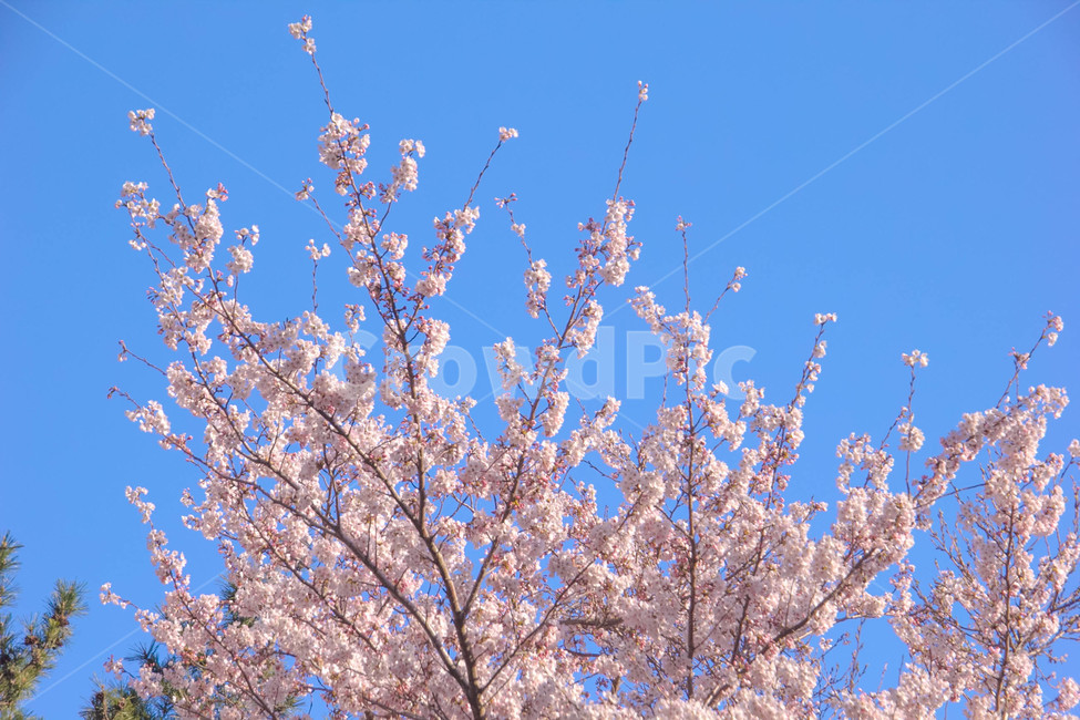 벚꽃,봄꽃,cherryblossom,봄분위기,spring,꽃
