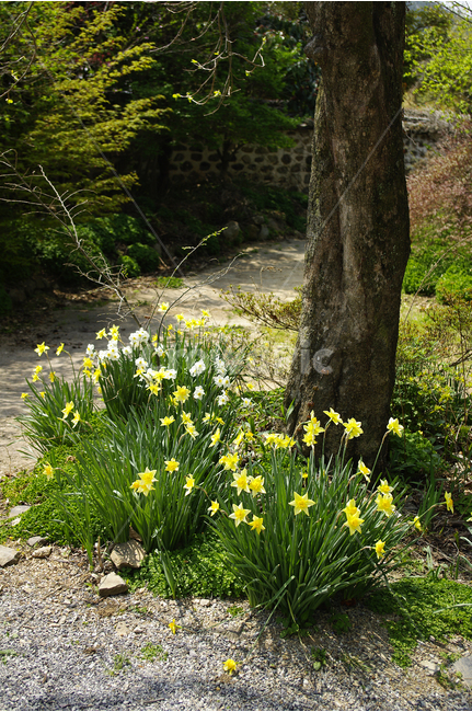 수선화,나무,꽃,봄,봄날,봄풍경,봄꽃,감성,spring,flower,봄길,산책,봄나들이,식물,노란색,초록,봄,계절,spring,season,식물,자연,plants,nature,꽃,flower,plant,tree
