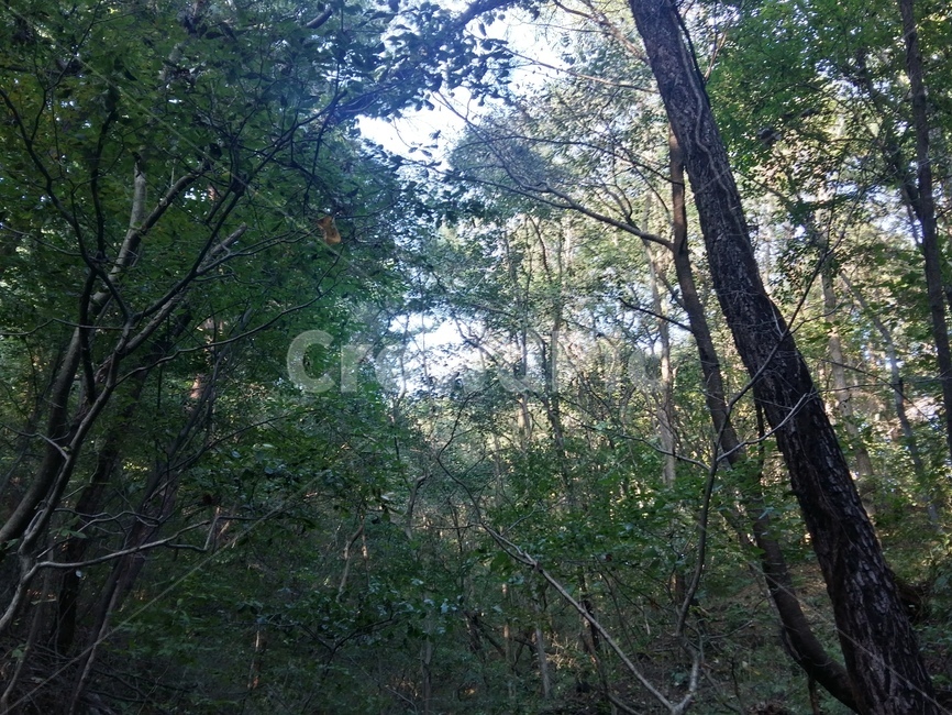 나무,초록,자연,숲,울창함,자연,풍경,nature,landscape,tree,plant,식물,tree trunk,나무 줄기