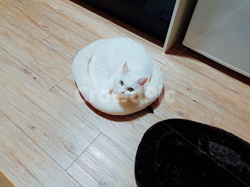 터키쉬앙고라,고양이,반려동물,cat,white,터앙,반려고양이,백설기,animal,neko,동물,pet