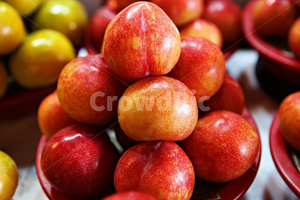 자두,빨강,수확,싱싱한,과일,음식,식재료,요리,먹거리,가을,추수,과일,열매,fruit