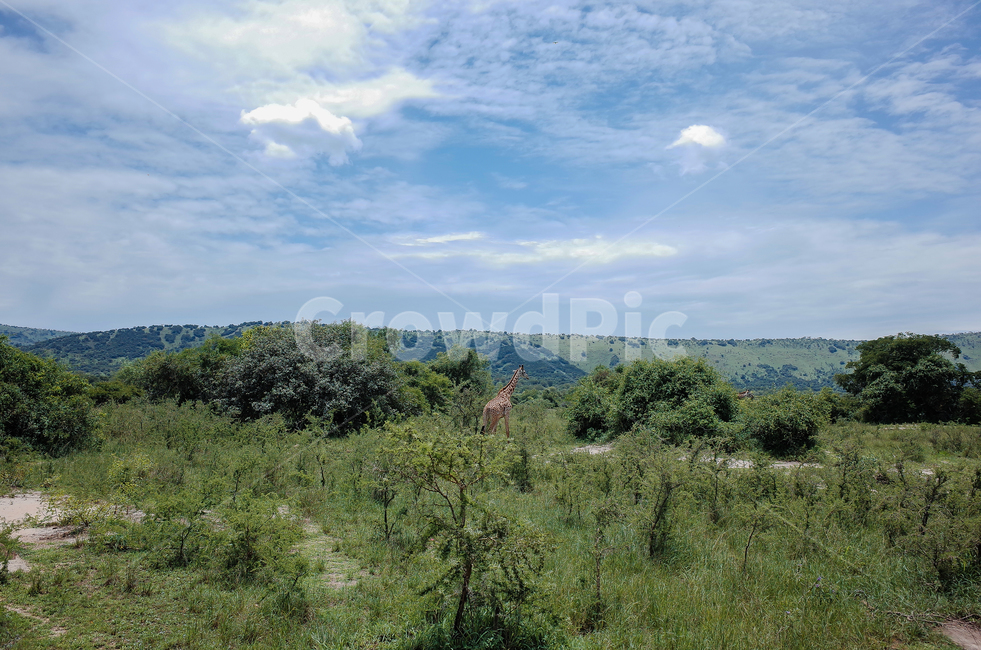 아프리카,르완다,사파리,아카제라국립공원,akageranationalpark,rwanda,africa,야생동물,자연,풍경,nature,landscape,해외,외국,세계,foreign,oversea,world,세계자연풍경,해외자연풍경,외국자연풍경,world nature landscape,동물,animal,포유류,mammal,outdoors,옥외,grassland,목초지,field,들