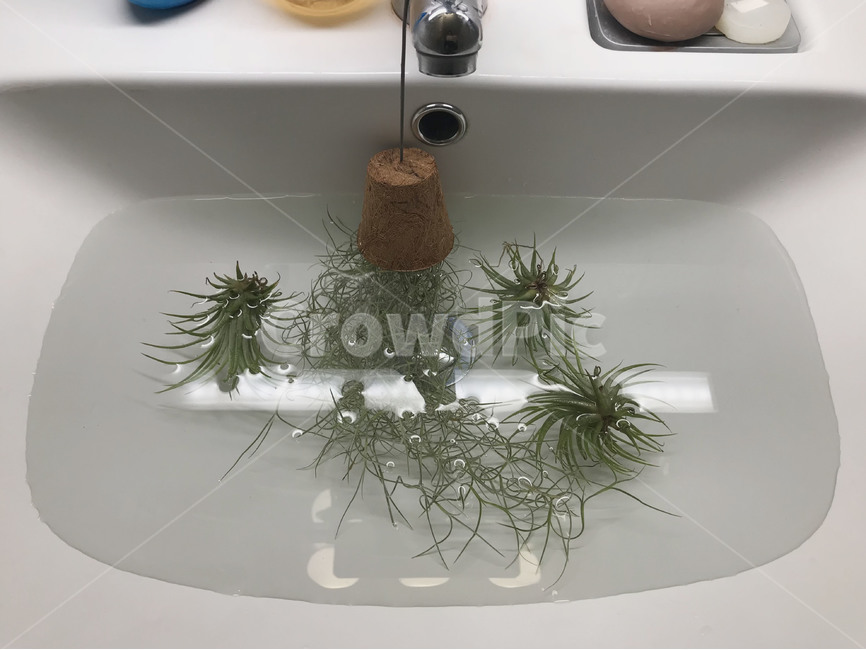 세면대,다육식물,succulent,plants,식물,식물,자연,plants,nature