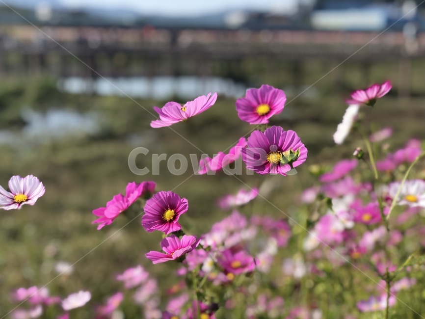 꽃,코스모스,장성,황룡강,노란꽃잔치,flower