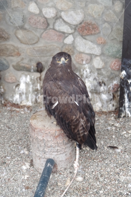새,독수리,동물원,알마티,카자흐스탄,맹금류,eagle,birds,zoo,almaty,kazakhstan