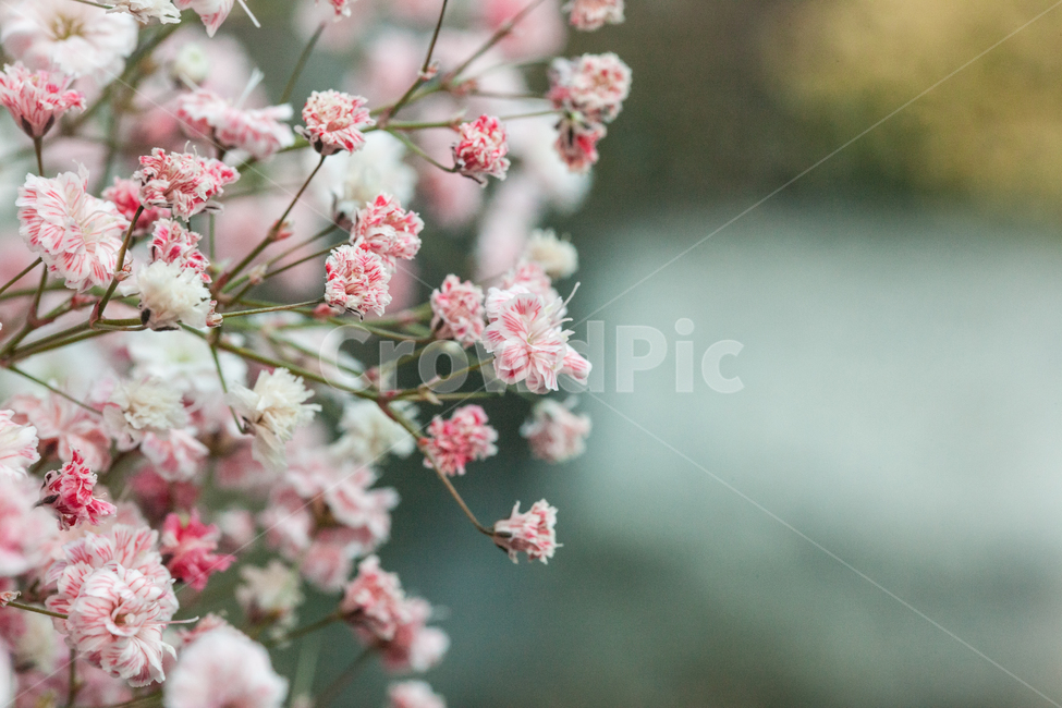 flower,flowers,꽃,꽃병,화병,식물,자연,plants,nature,꽃,flower,감성,sensible,feeling
