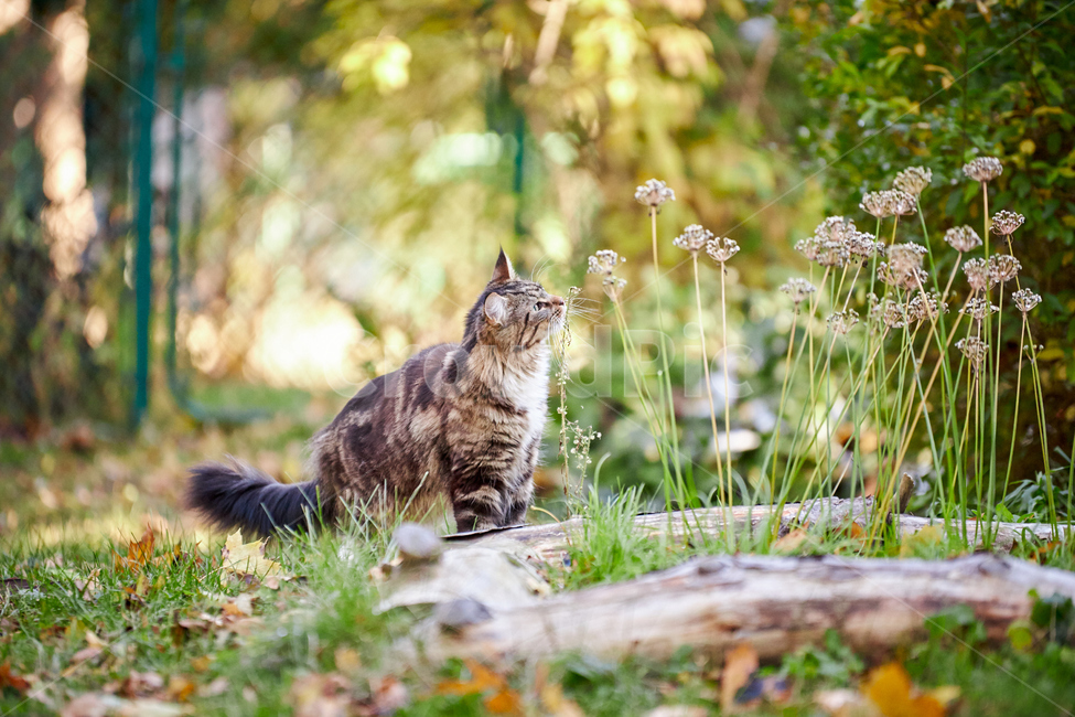 animal,동물,cat,고양이,pet,애완동물,mammal,포유류,가을,반려동물,반려묘,감성사진,단풍,낙엽,길냥이,길고양이,산책냥,산책냥이,동물,animal,포유류,mammal,고양이,cat,kitten,kitty
